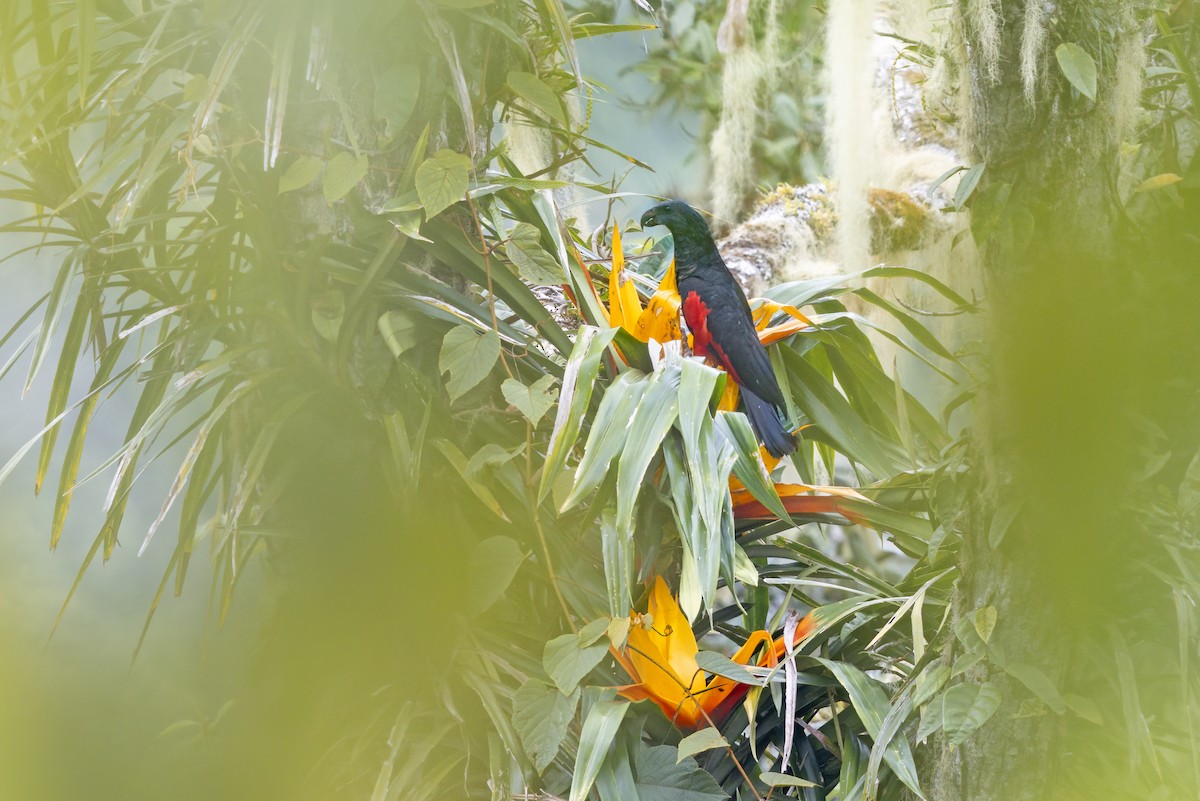Pesquet's Parrot - ML625939684