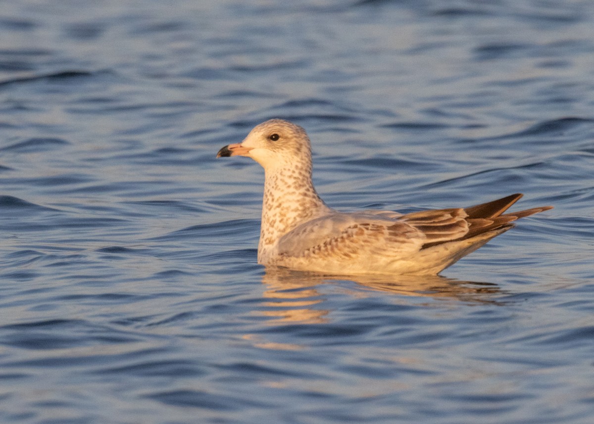 Gaviota de Delaware - ML625939853