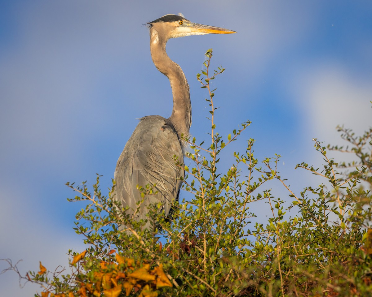 Garza Azulada - ML625939951