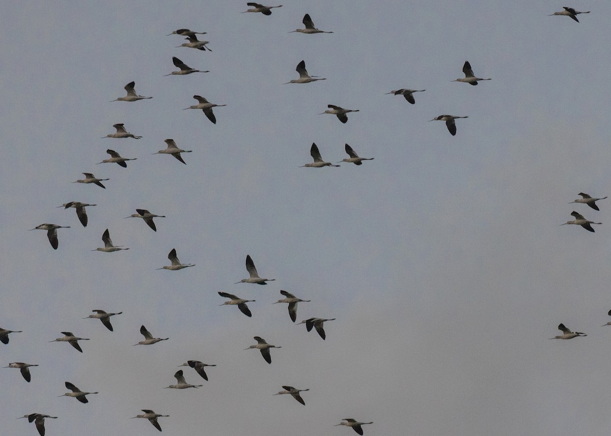 Avoceta Americana - ML625939968