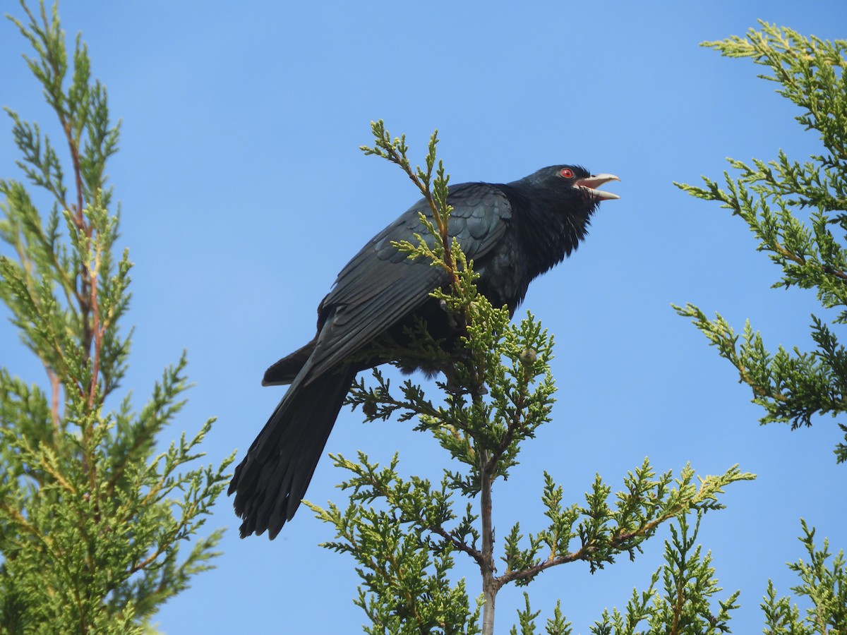 Pacific Koel - ML625940420