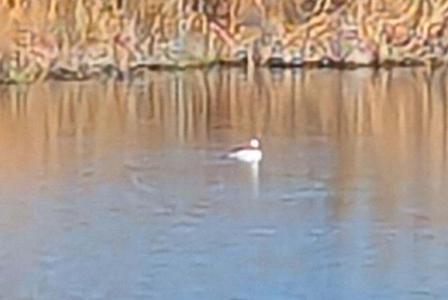 Bufflehead - ML625940470