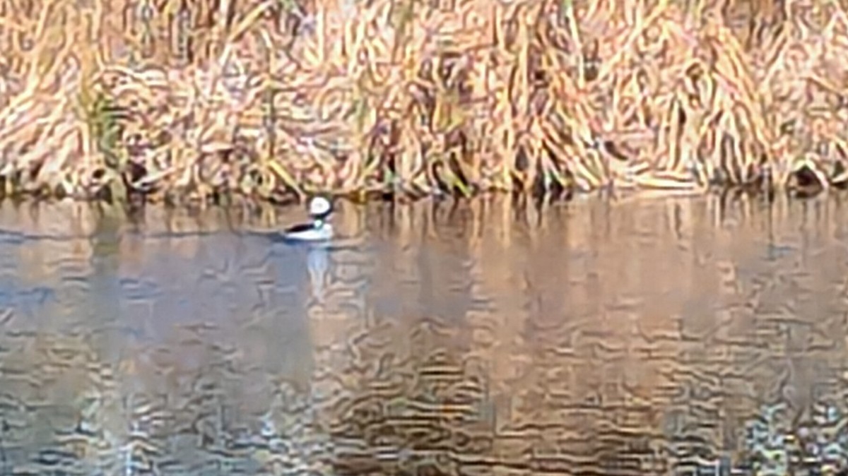 Bufflehead - ML625940471