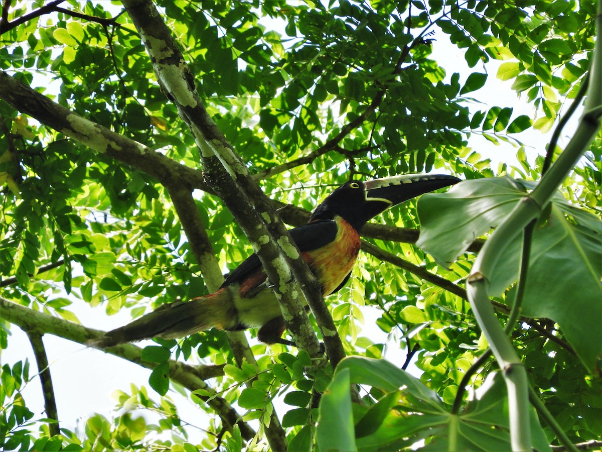 Collared Aracari - ML62594081