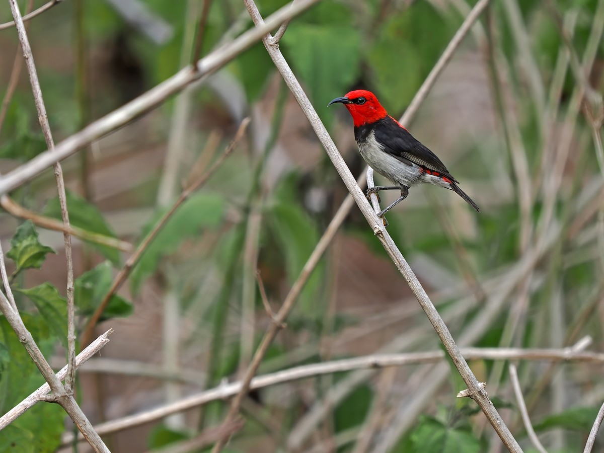 Banda Myzomela (Babar) - James Eaton