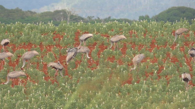 Sarus Crane - ML625940997