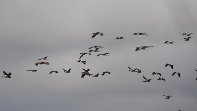 Sarus Crane - ML625940998