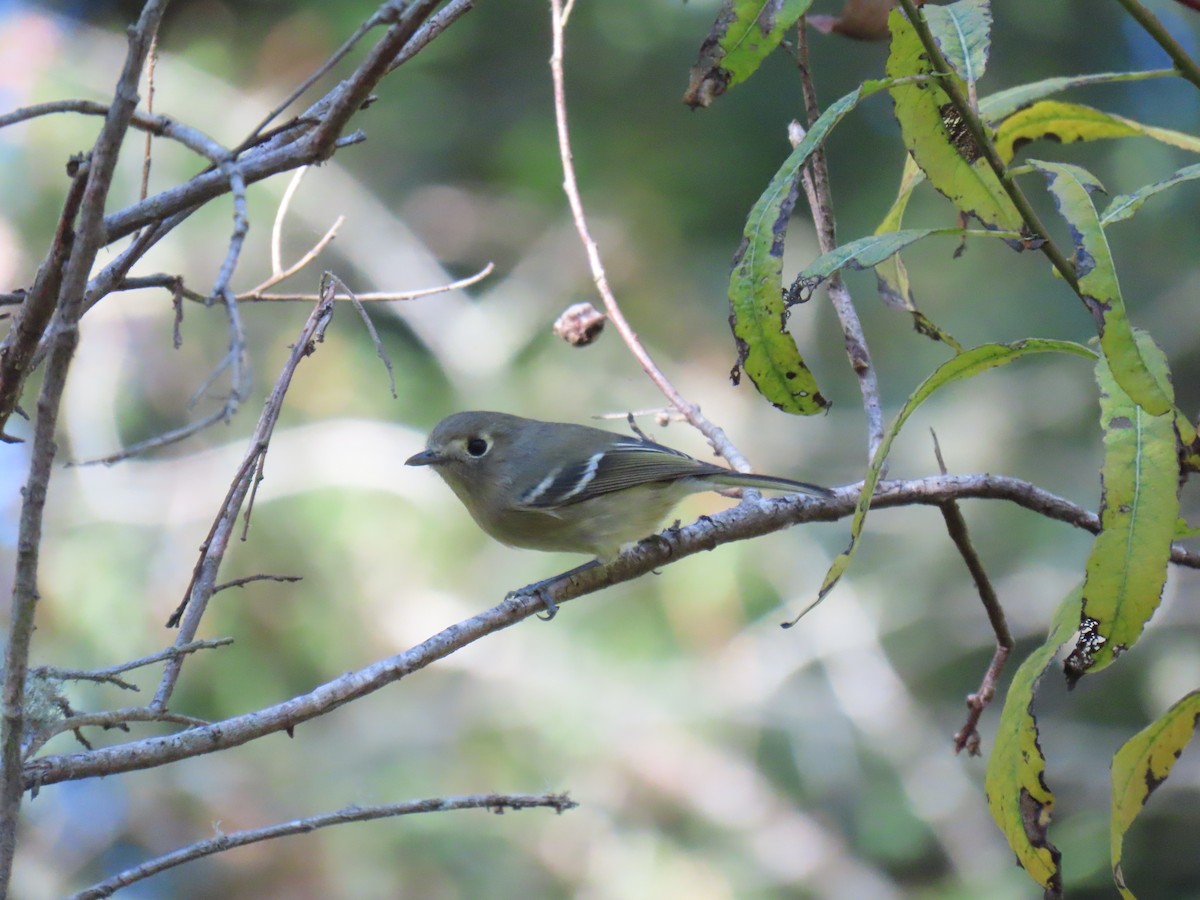 Huttonvireo - ML625941067