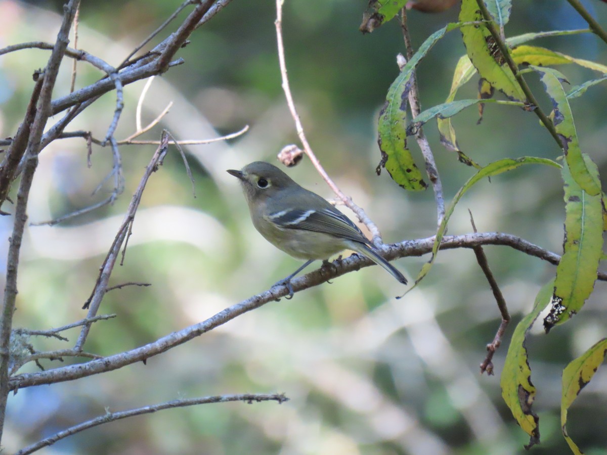 Huttonvireo - ML625941068