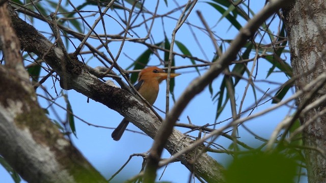 Yellow-billed Kingfisher - ML625941133