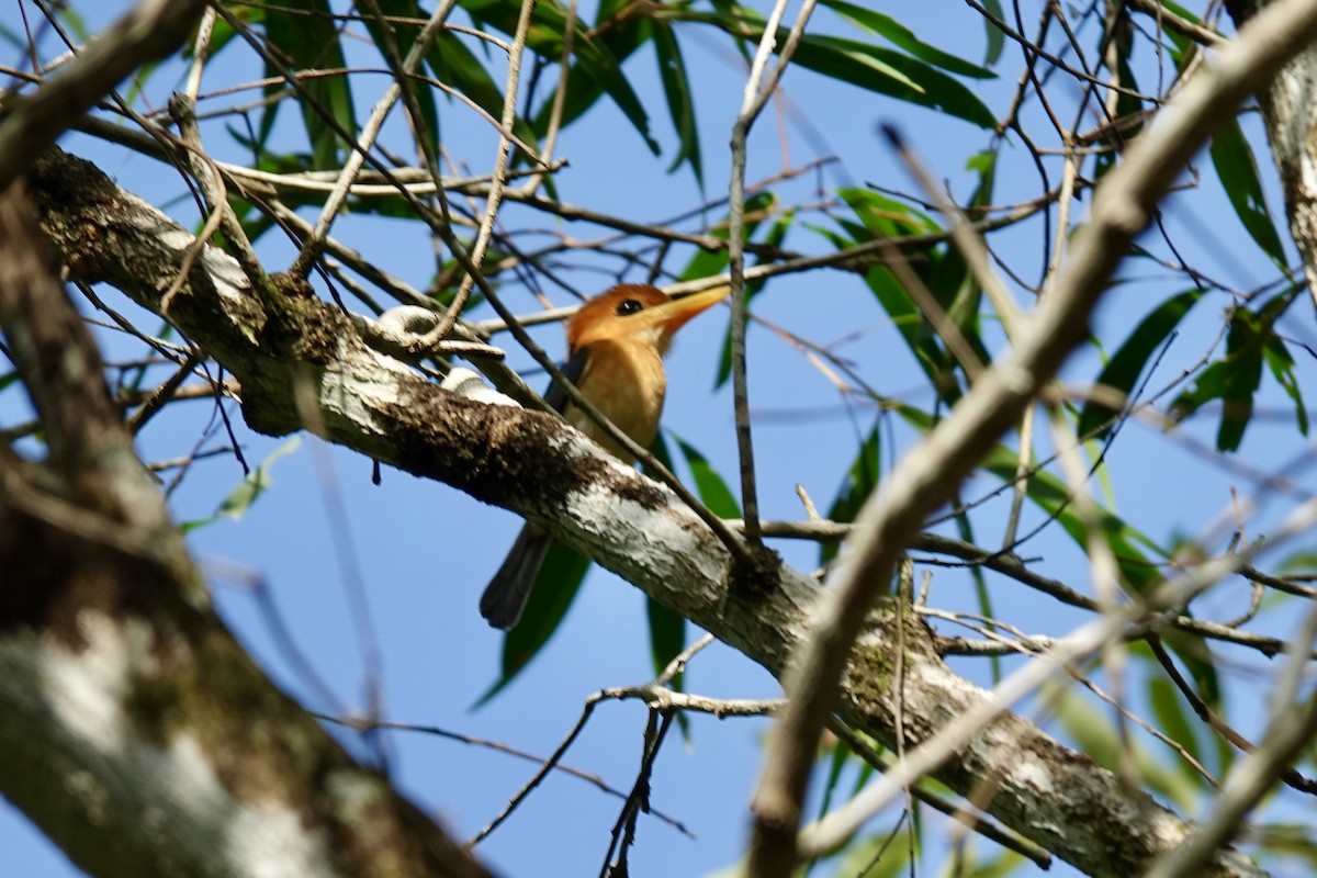 Yellow-billed Kingfisher - ML625941144