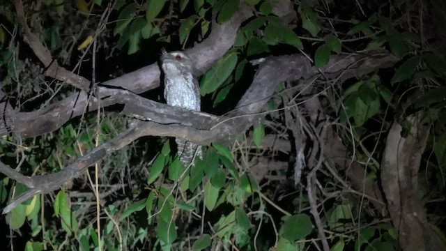 Marbled Frogmouth (Marbled) - ML625941229