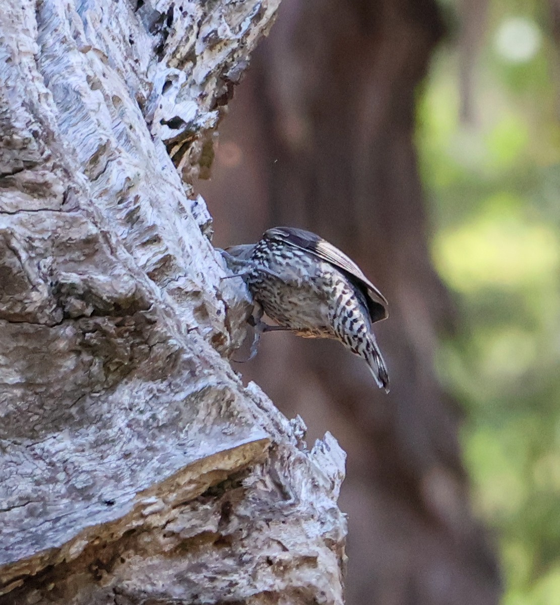 Red-browed Treecreeper - ML625941286