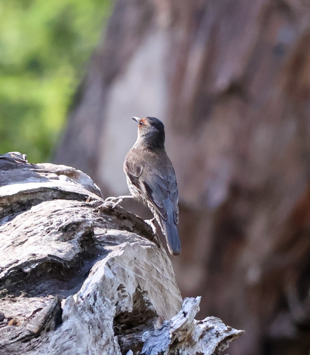 Red-browed Treecreeper - ML625941287