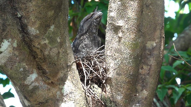 Papuan Frogmouth - ML625941308