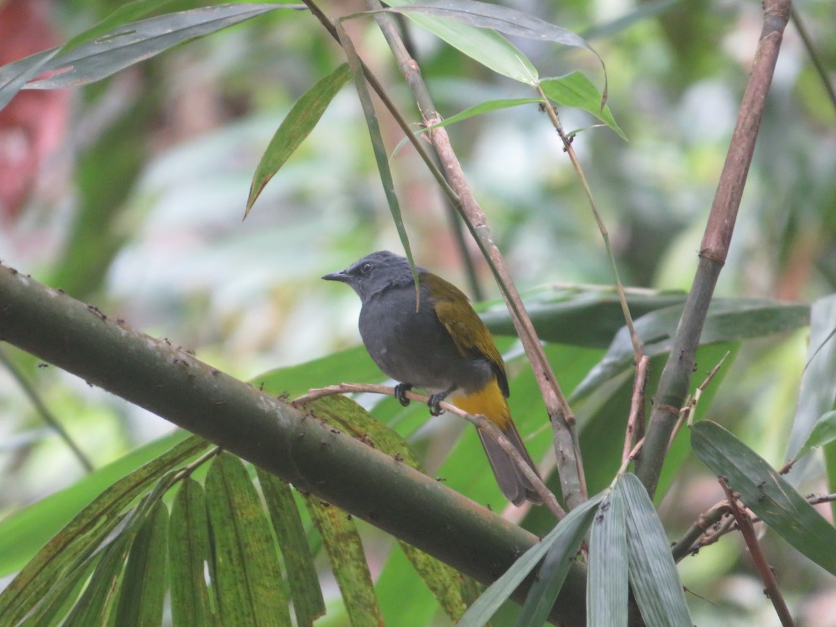 Gray-bellied Bulbul - ML625941397