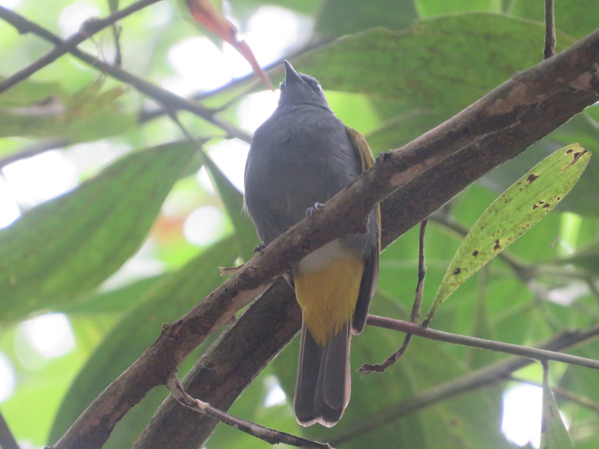 Gray-bellied Bulbul - ML625941399