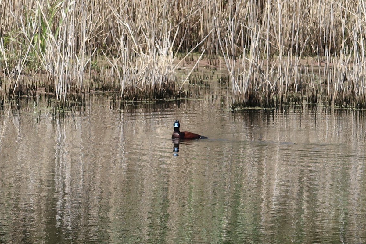 Blue-billed Duck - ML625941411