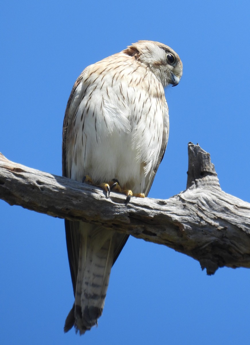 Nankeen Kestrel - ML625941477