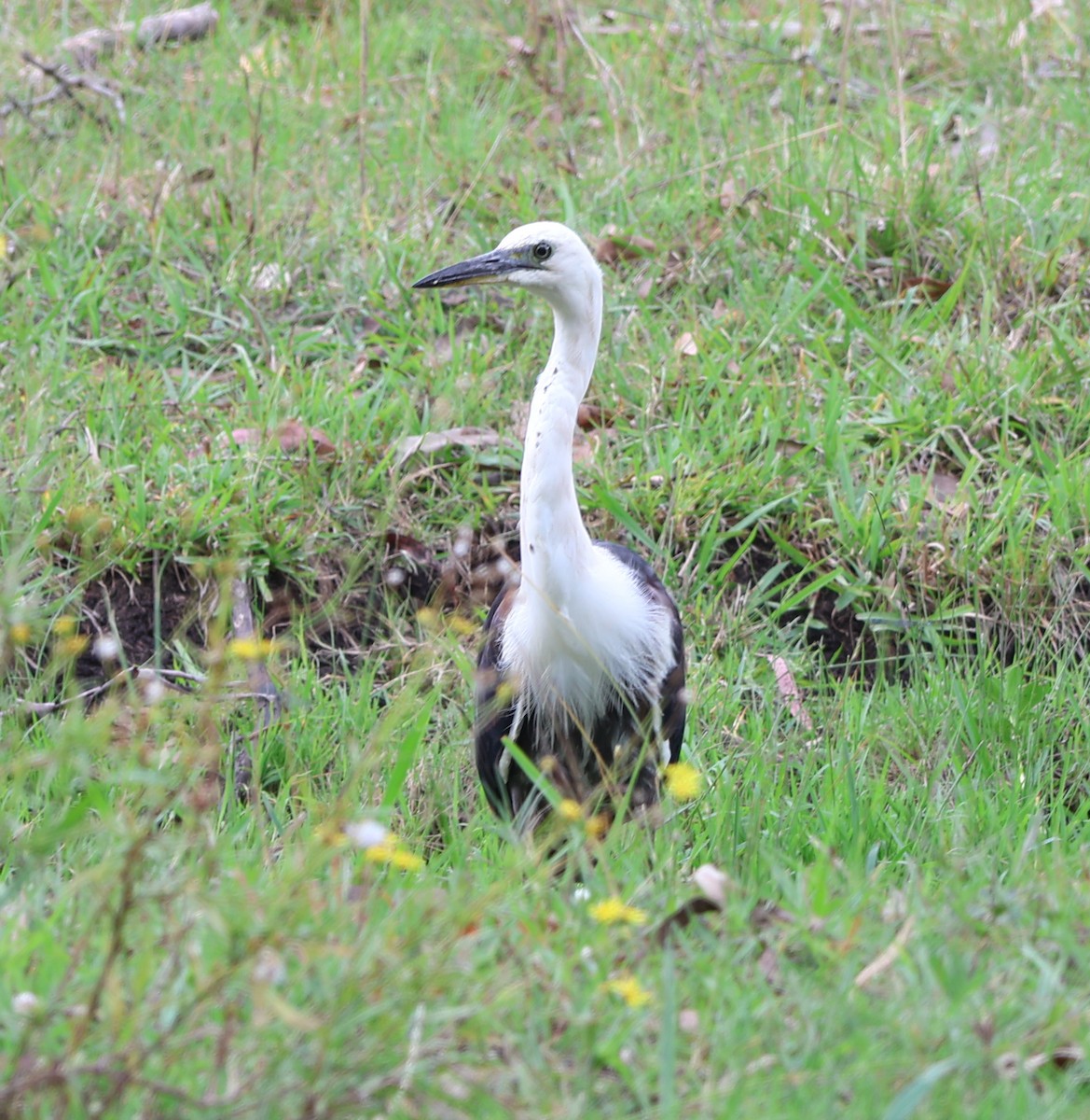 Pacific Heron - ML625941485