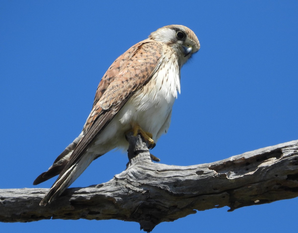 Nankeen Kestrel - ML625941496