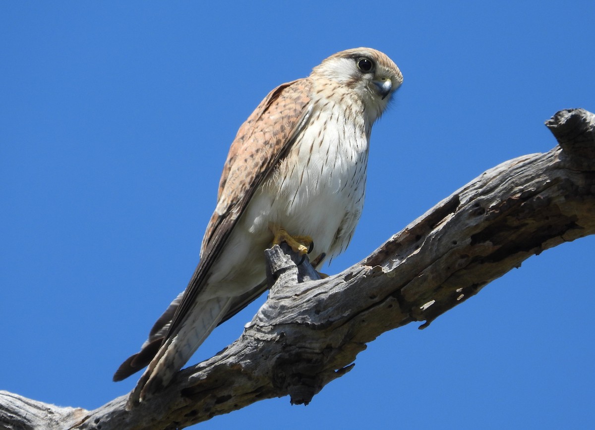 Nankeen Kestrel - ML625941511
