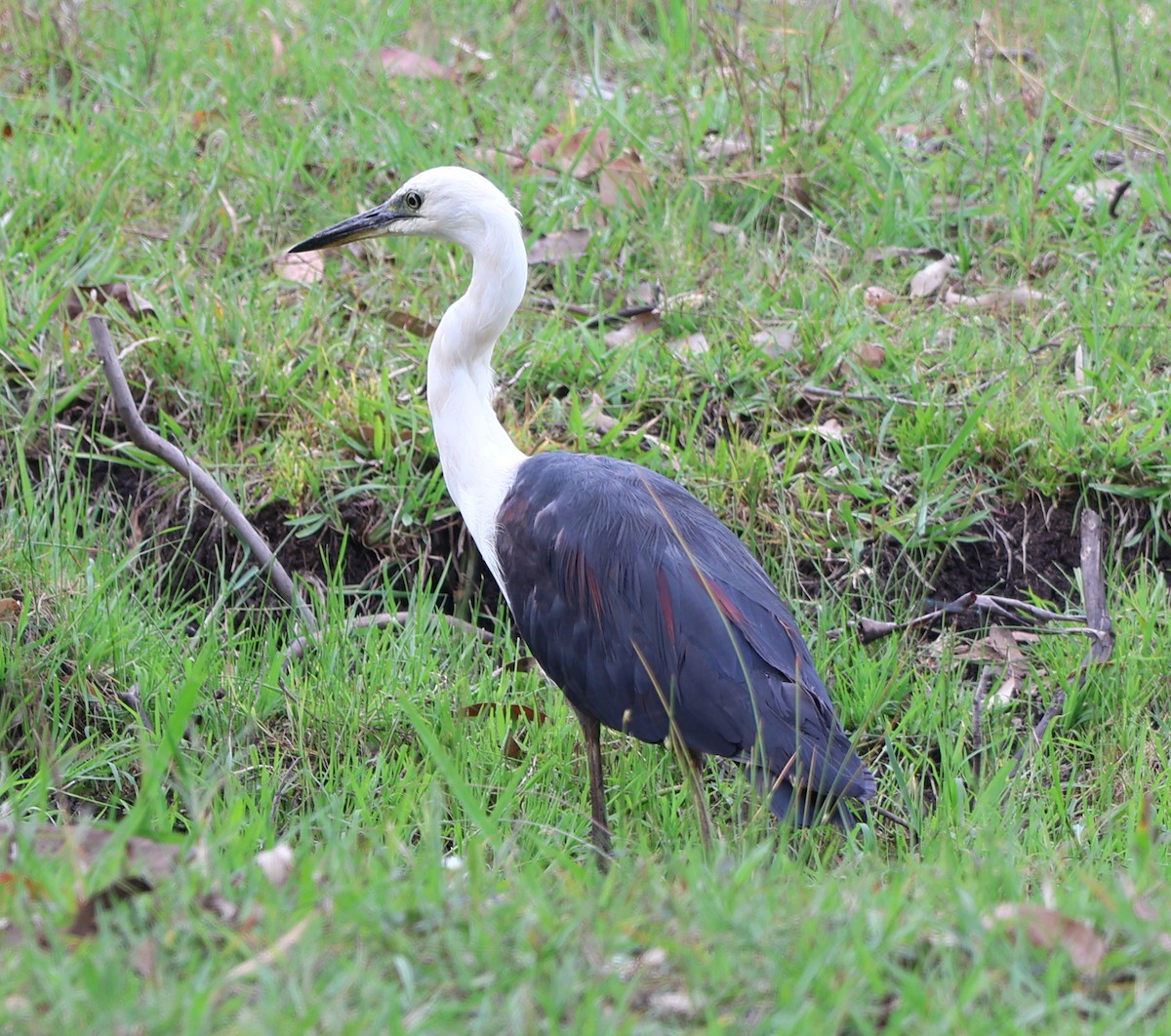 Pacific Heron - ML625941520