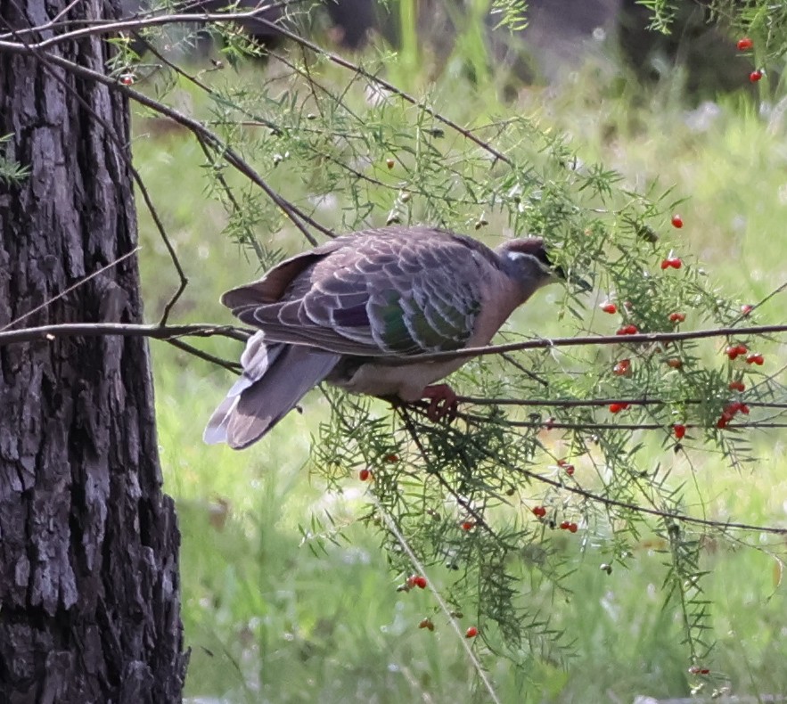 Common Bronzewing - ML625941572