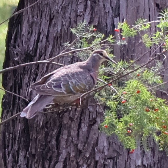 Common Bronzewing - ML625941573