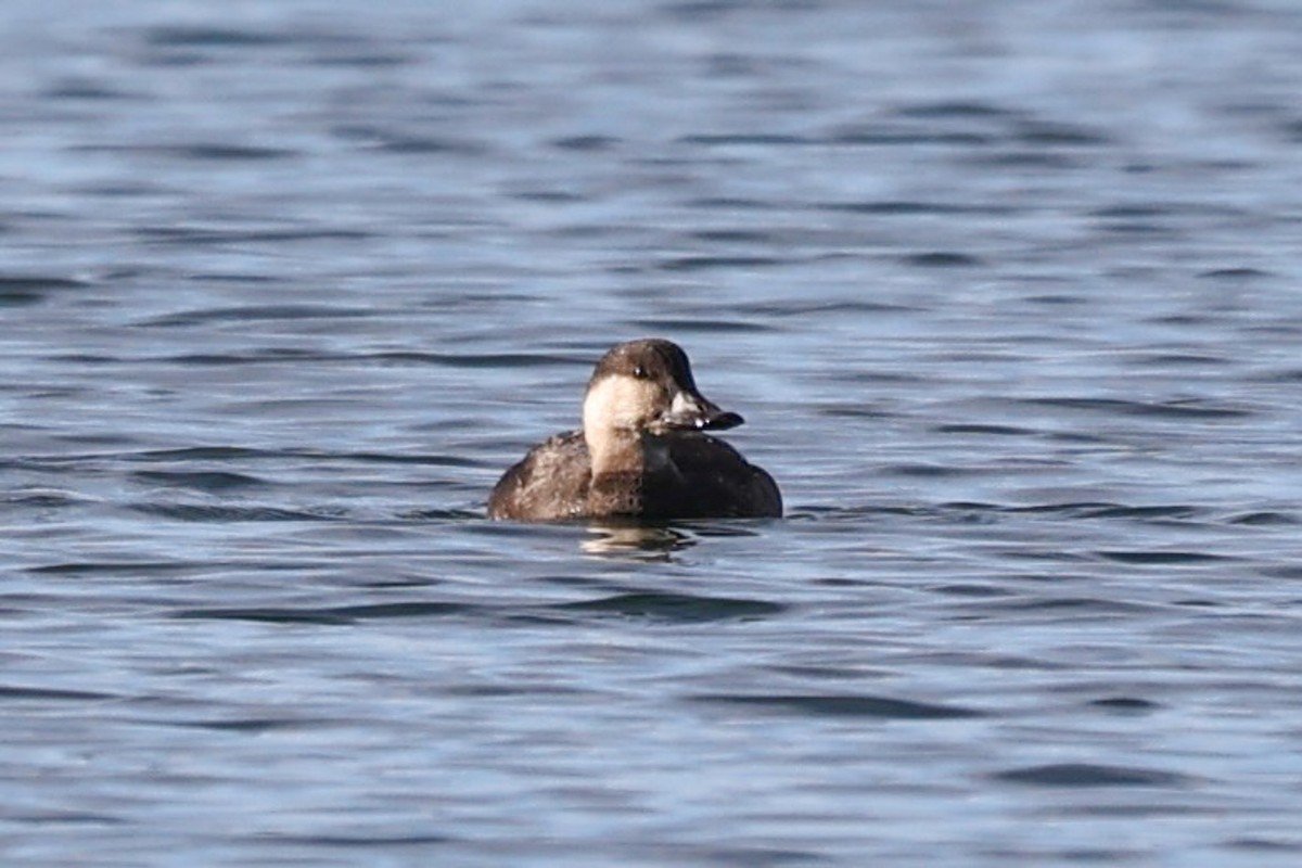 Black Scoter - ML625941625