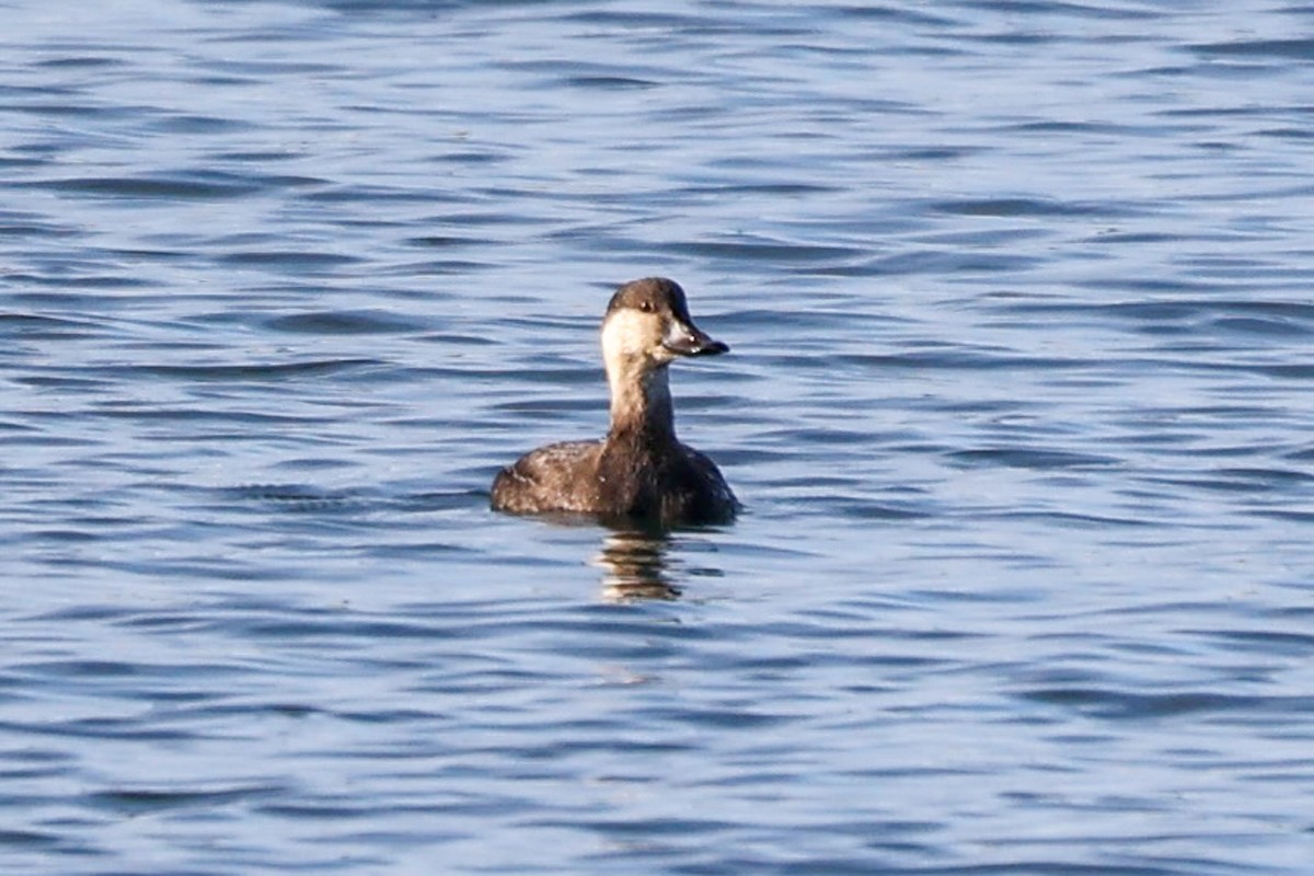 Black Scoter - ML625941631