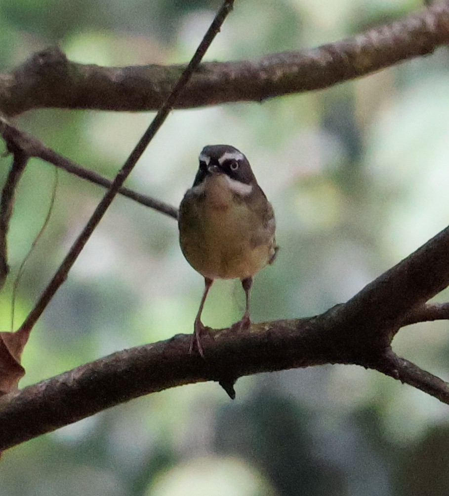 White-browed Scrubwren - ML625941660