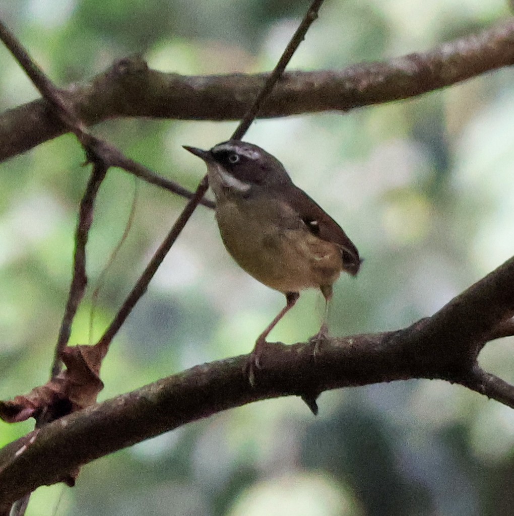 White-browed Scrubwren - ML625941661