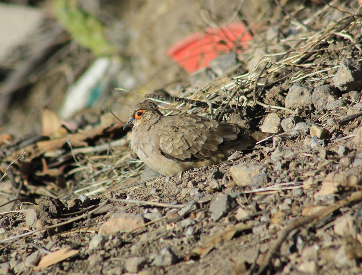 Bare-faced Ground Dove - ML625941692