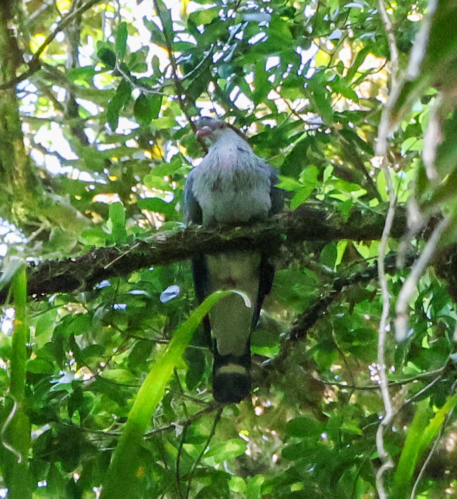 Topknot Pigeon - ML625941706