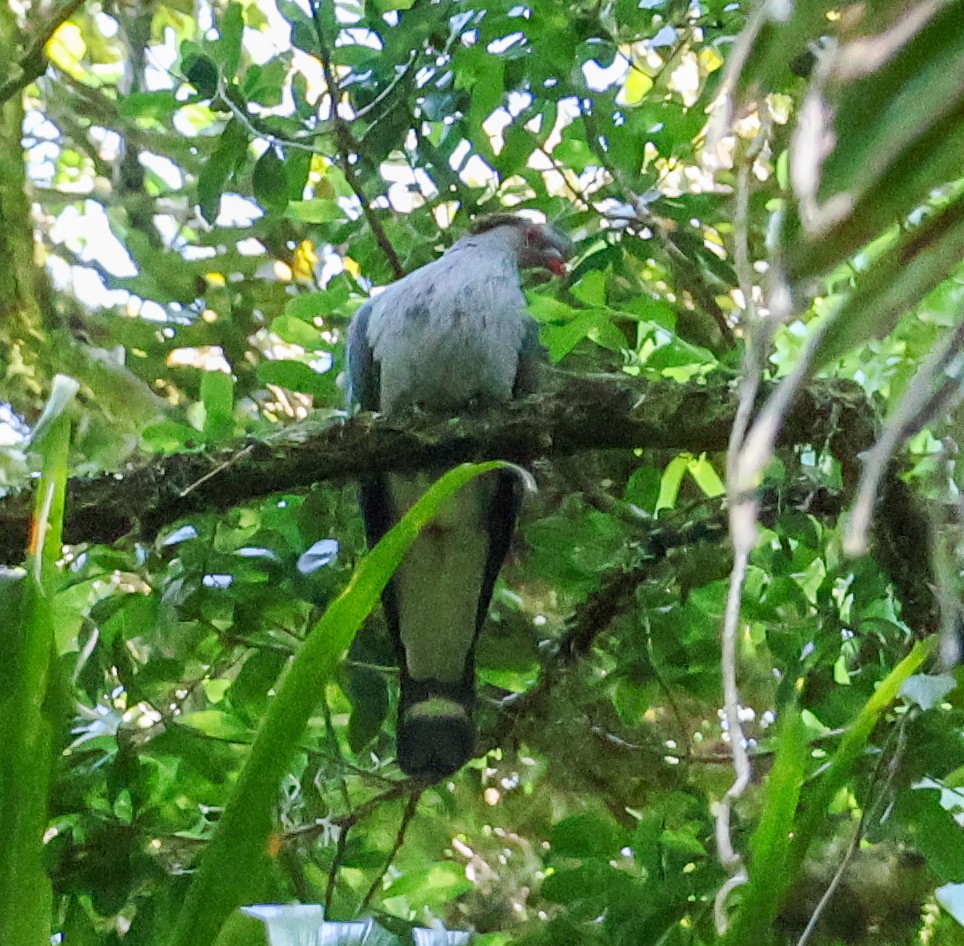 Topknot Pigeon - ML625941707