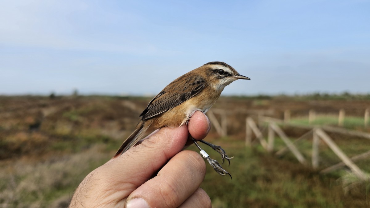 Moustached Warbler - ML625941740