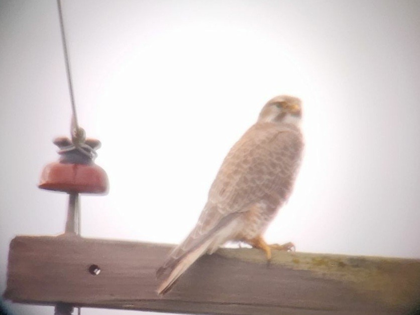 Prairie Falcon - ML625941819