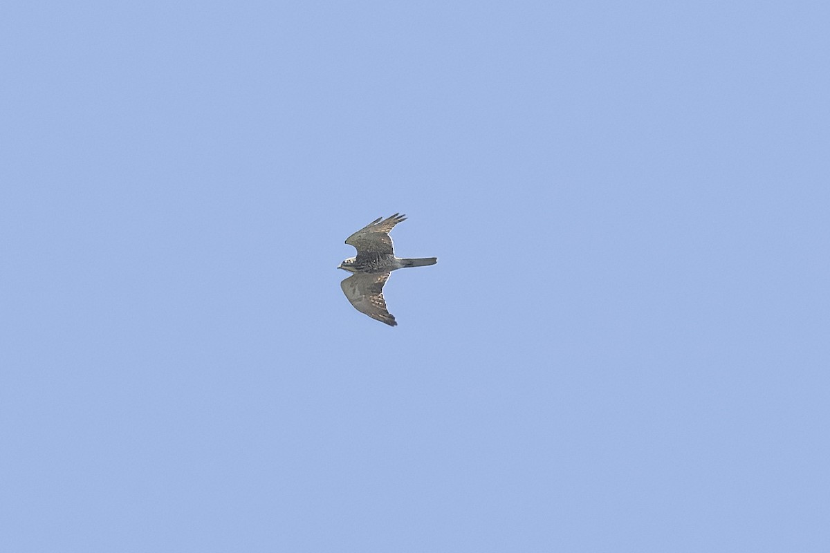 Gray-faced Buzzard - ML625941821