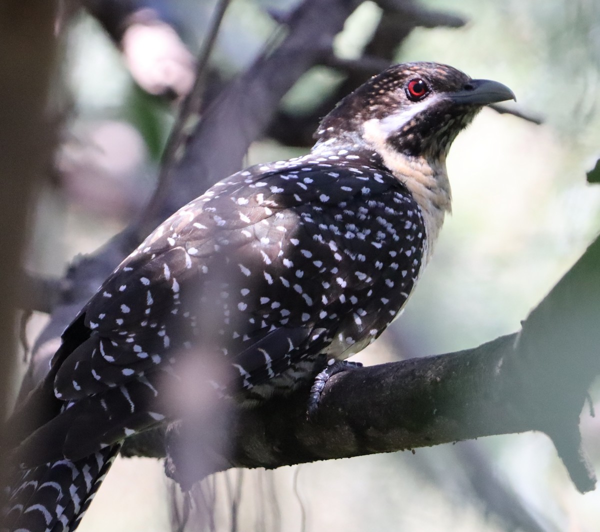 Pacific Koel - ML625941875