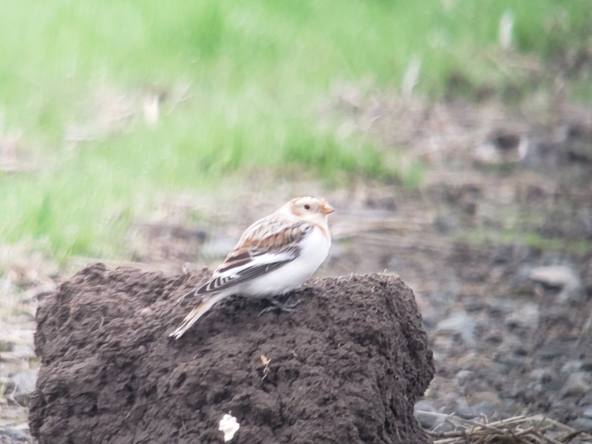Snow Bunting - ML625941958