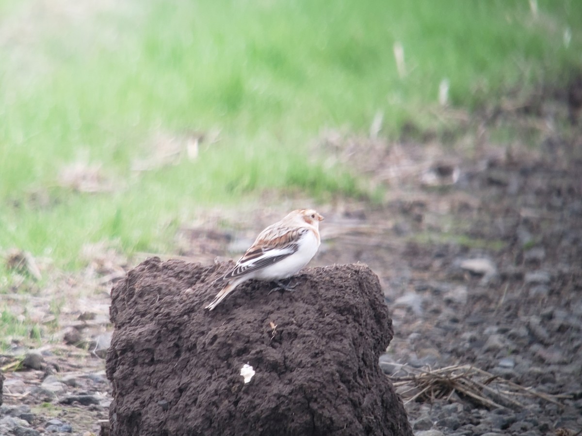 Snow Bunting - ML625941960