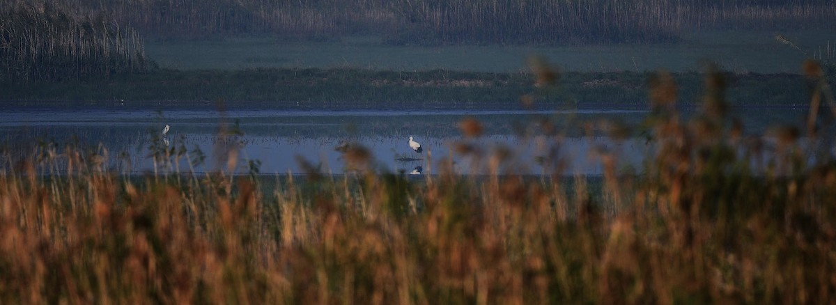Oriental Stork - ML625942213