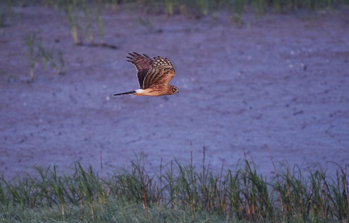 Albanella reale - ML625942217