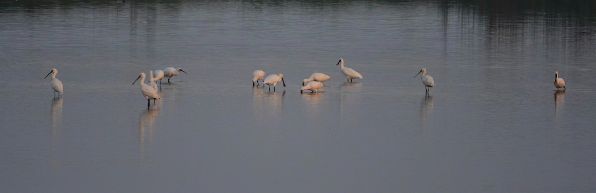 Spatola - ML625942219