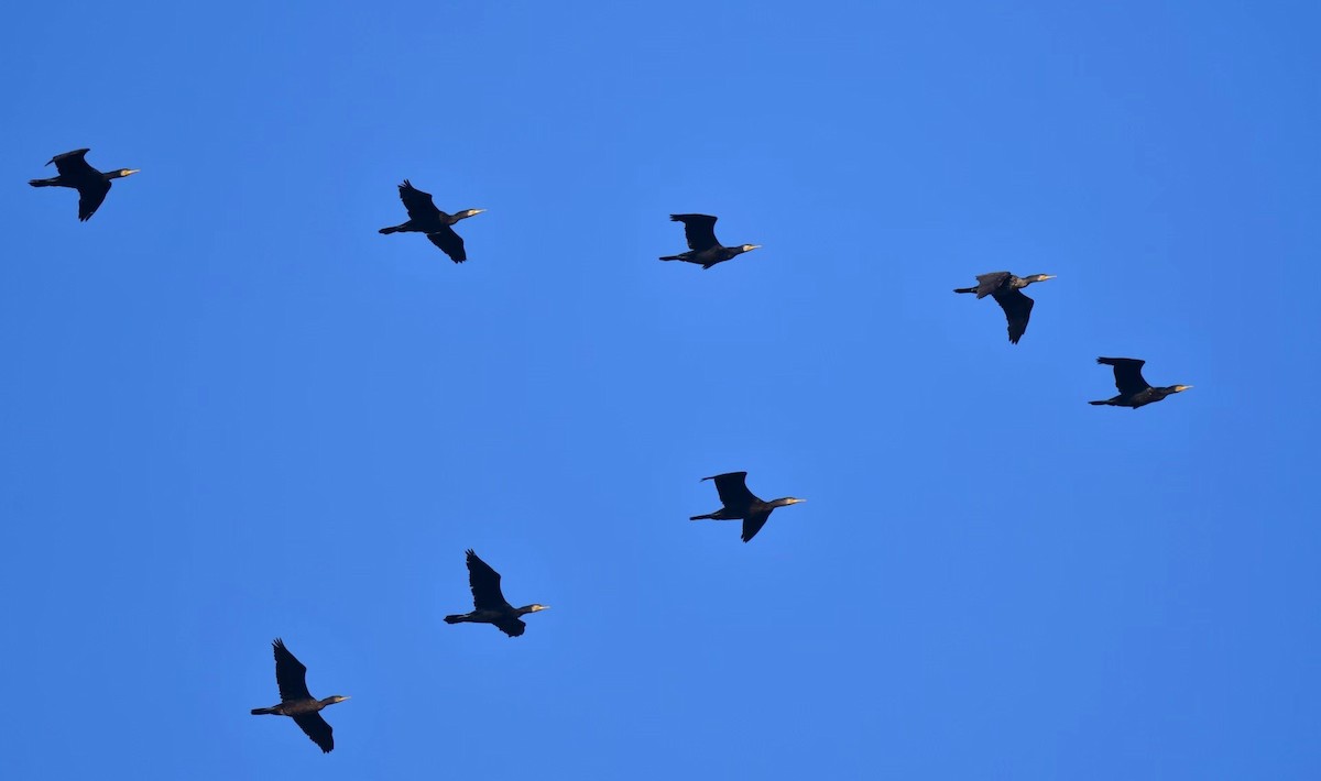 Cormorano - ML625942221