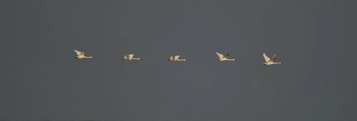 Cigno minore - ML625942223