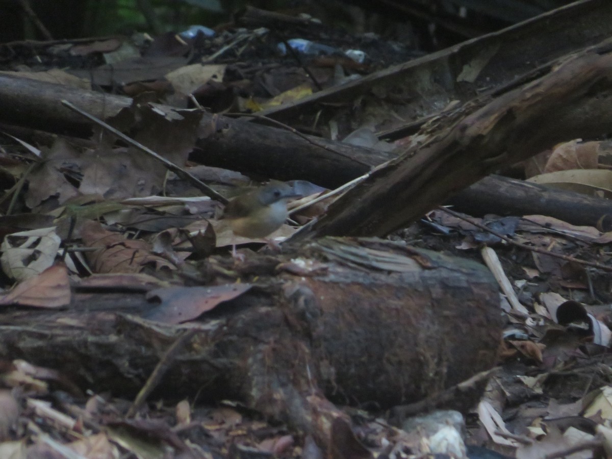 Short-tailed Babbler - ML625942493