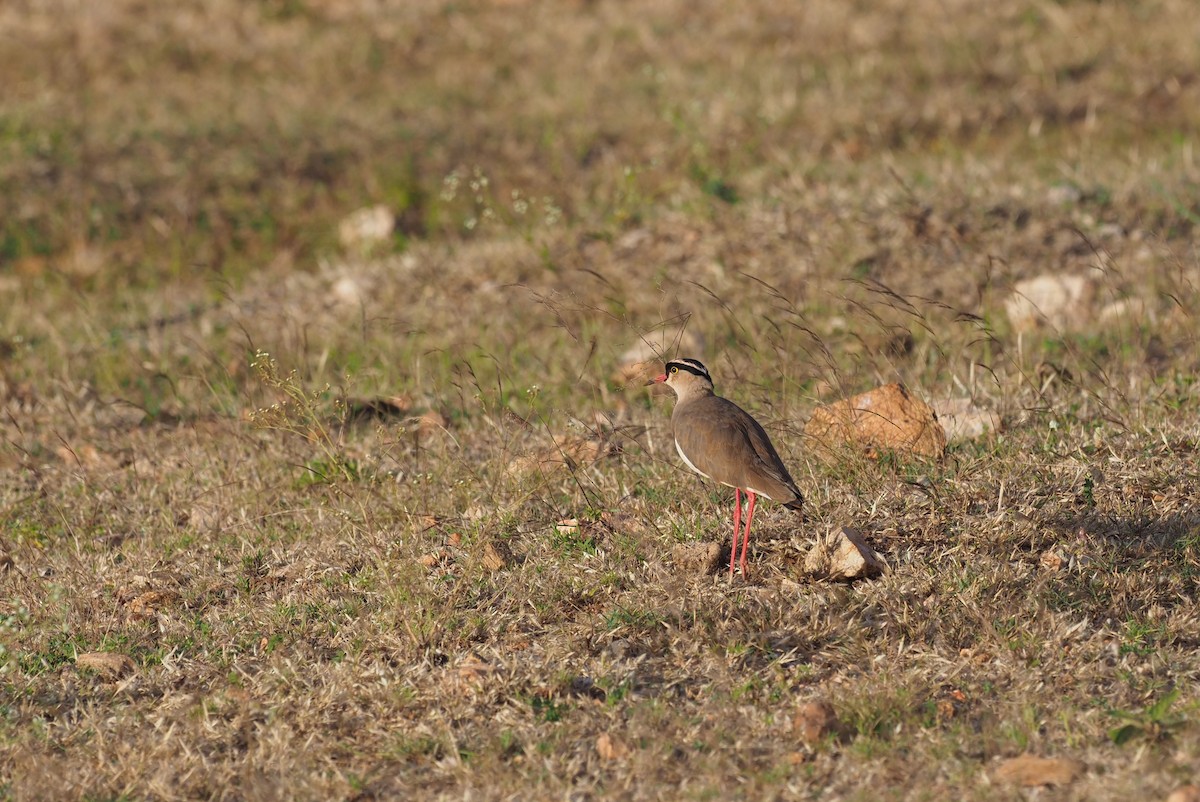 Crowned Lapwing - ML625942510