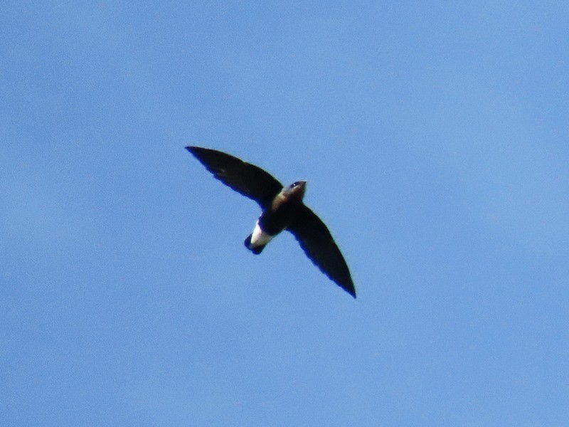 Silver-backed Needletail - ML625942514